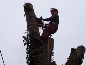 Image of tree surgeon cutting tree whilst climbing